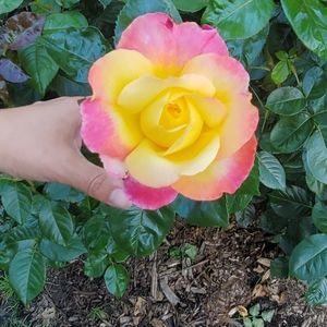 Meet your Posher, Jonathan